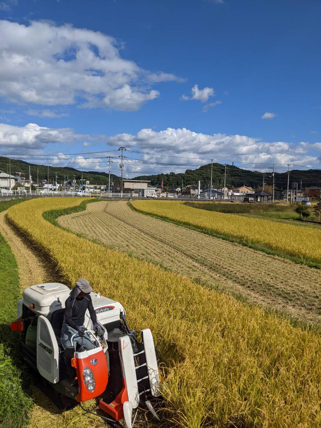 黄金色に実った稲と収穫作業