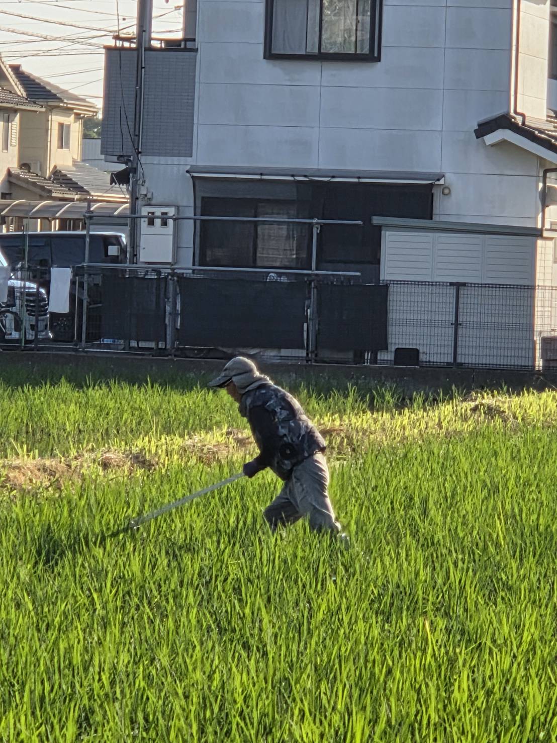 青々とした田んぼで手入れをする様子